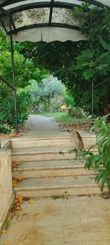 3+1 GENİŞ SATILIK İKİZ VİLLA