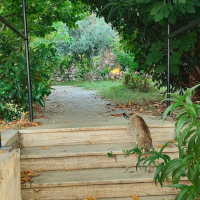 3+1 GENİŞ SATILIK İKİZ VİLLA